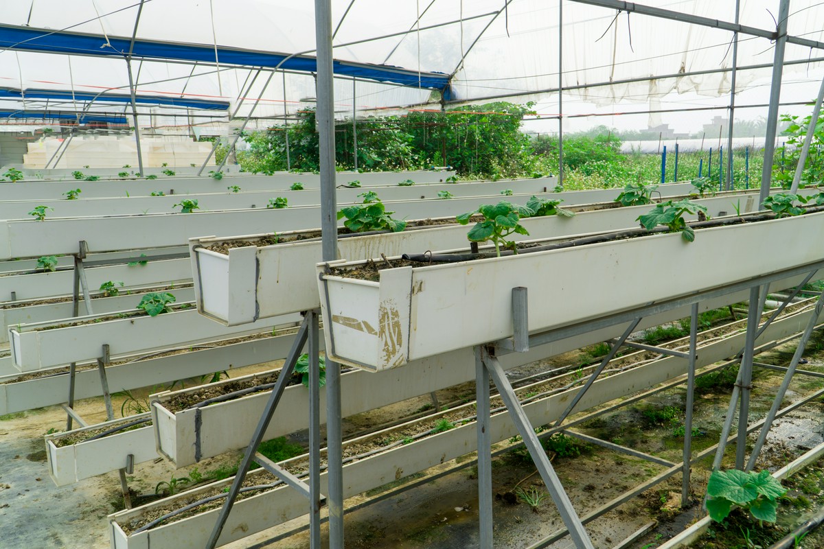 Hydroponika – nowoczesna metoda uprawy roślin