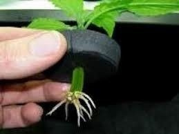 Propagator Nutriculture do 12 Sadzonek, 10L