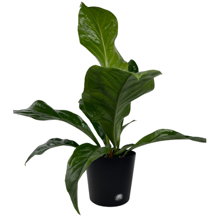 Plastikowa Osłonka Flori 19