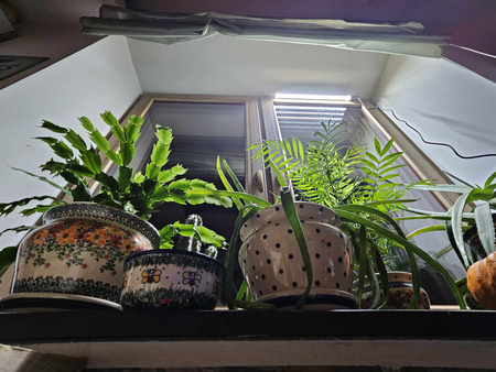 Lampa Led Pure Led 42W Grow, Na Fazę Wzrostu