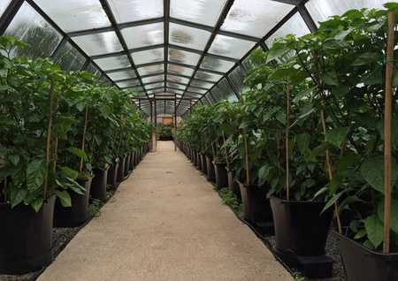 AutoPot 1Pot XL - 6 Donic 25L + Zbiornik 47L