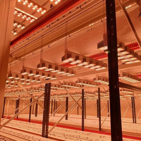 SANlight Lampa LED Q6W 245W Wzrost + Kwitnienie