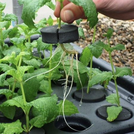 Propagator Nutriculture X-Stream Do 80 Sadzonek, 25 Litrów