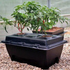 Kompletny System Hydroponiczny Oxypot, 70L, 83x58.5xh38cm, 2 PLANTY