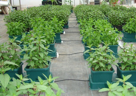 AutoPot Easy2Grow - 2 x Donice 8,5L