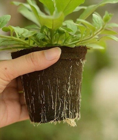 Doniczka Torfowa Kwadratowa (8x8cm)