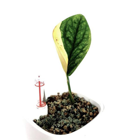 Doniczki Lechuza Mini Deltini